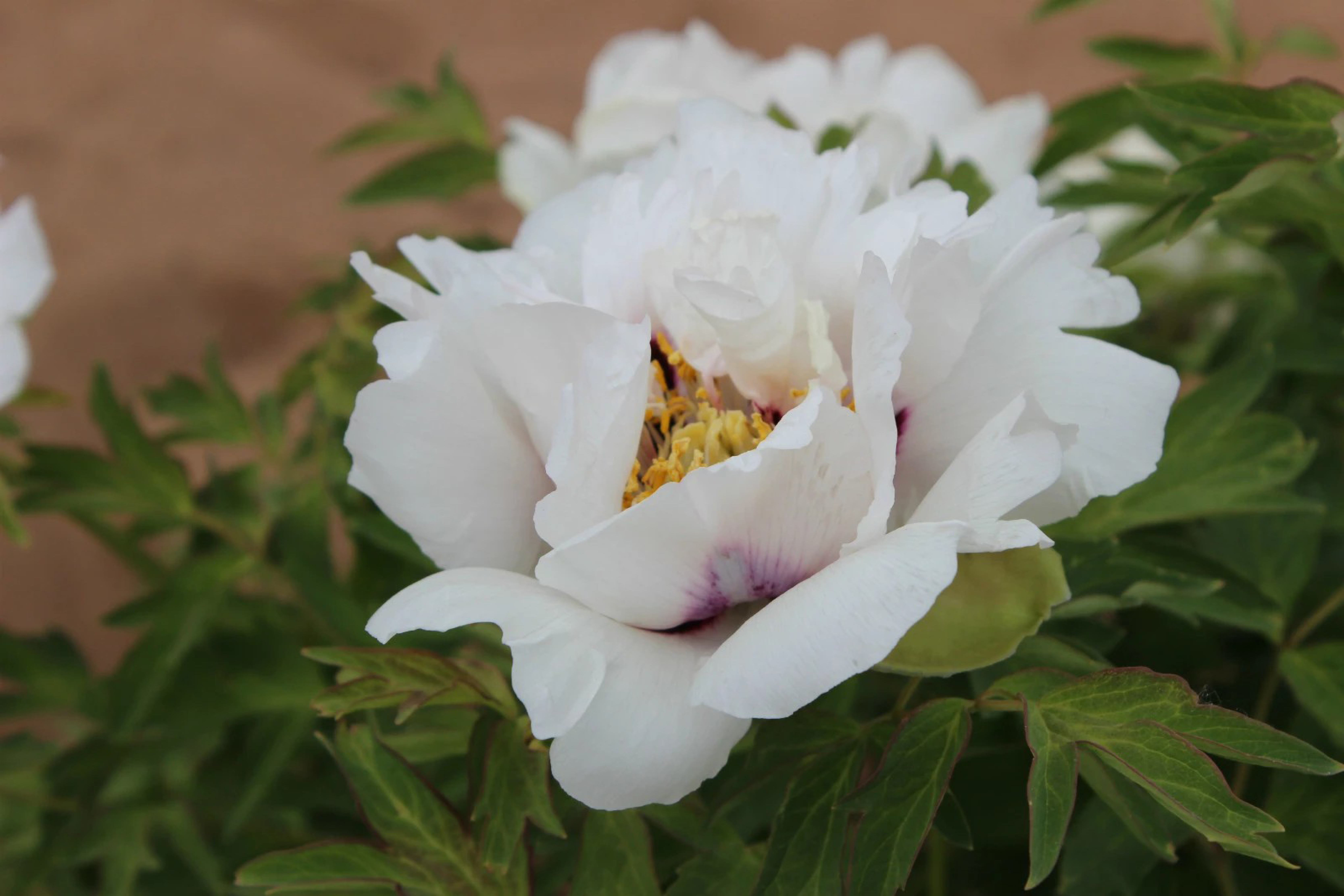 姹紫嫣红  尚逸瑾-3